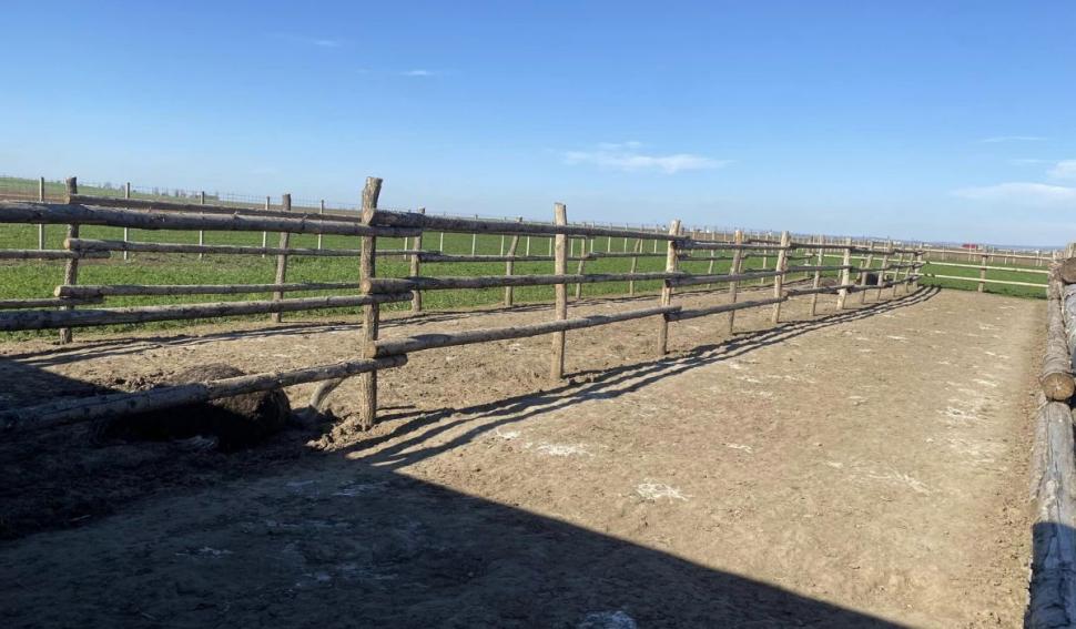 Afacerea cu care doi români au dat lovitura în Bacău: o bucată costă 80 de lei. "După doi ani, pot spune că este o afacere profitabilă" 895017