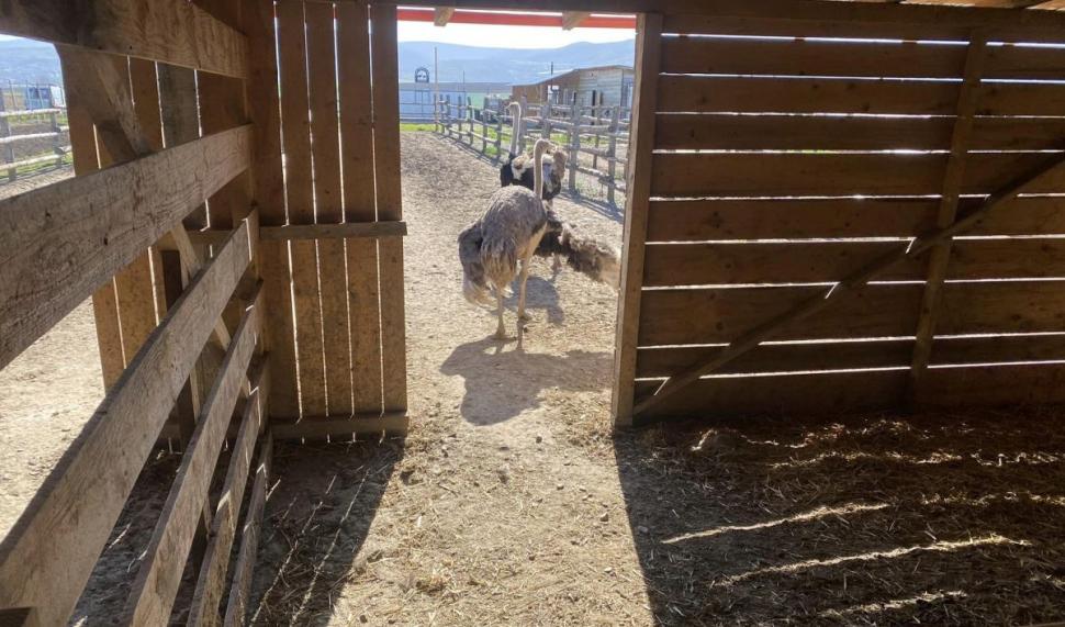 Afacerea cu care doi români au dat lovitura în Bacău: o bucată costă 80 de lei. "După doi ani, pot spune că este o afacere profitabilă" 895018