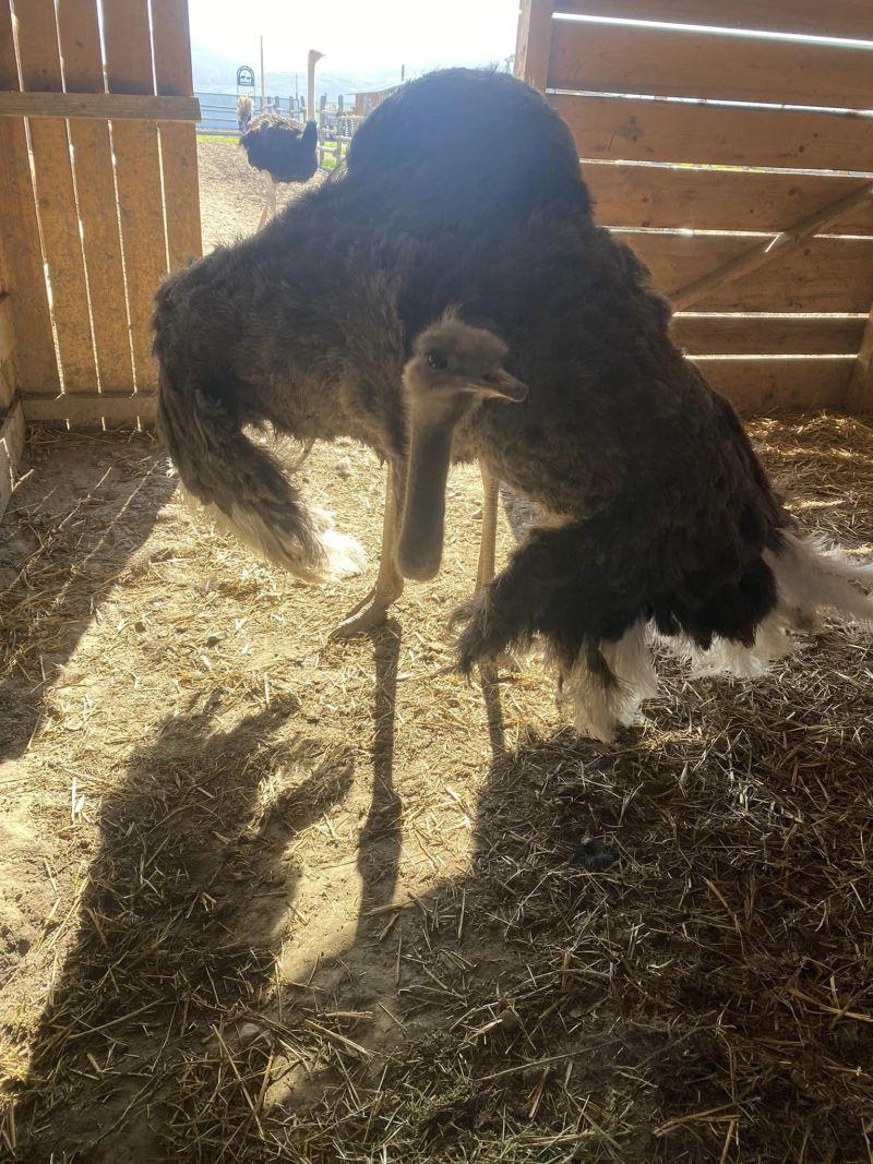 Afacerea cu care doi români au dat lovitura în Bacău: o bucată costă 80 de lei. "După doi ani, pot spune că este o afacere profitabilă" 895019