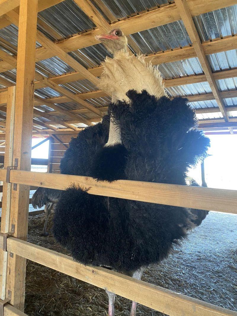 Afacerea cu care doi români au dat lovitura în Bacău: o bucată costă 80 de lei. "După doi ani, pot spune că este o afacere profitabilă" 895020