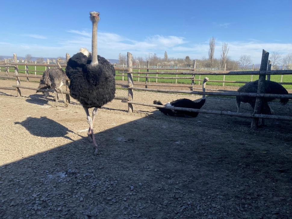 Afacerea cu care doi români au dat lovitura în Bacău: o bucată costă 80 de lei. "După doi ani, pot spune că este o afacere profitabilă" 895021