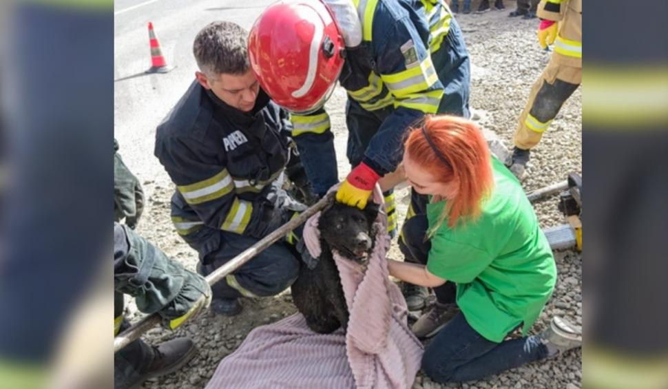 O căţeluşă blocată într-o conductă a fost salvată de pompieri din Iaşi, în urma unui apel la 112 895109