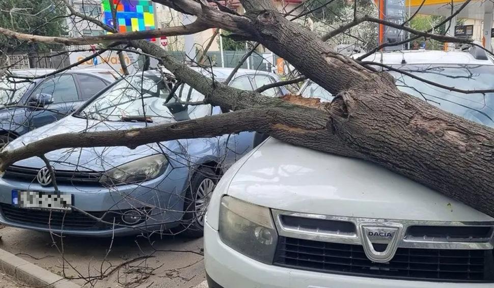 "Am crezut că aici îmi e sfârşitul" | Furtună puternică în Bucureşti. Un copac a fost doborât de vânt lângă un tramvai din Sectorul 2. Trei linii de transport au fost blocate 895283