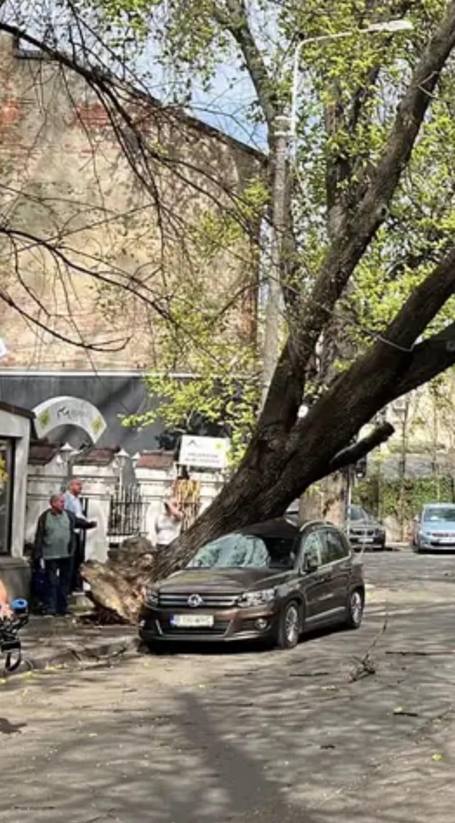 "Am crezut că aici îmi e sfârşitul" | Furtună puternică în Bucureşti. Un copac a fost doborât de vânt lângă un tramvai din Sectorul 2. Trei linii de transport au fost blocate 895284