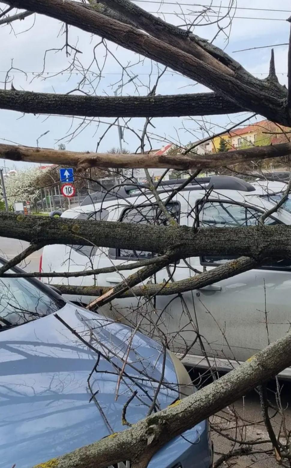 "Am crezut că aici îmi e sfârşitul" | Furtună puternică în Bucureşti. Un copac a fost doborât de vânt lângă un tramvai din Sectorul 2. Trei linii de transport au fost blocate 895285