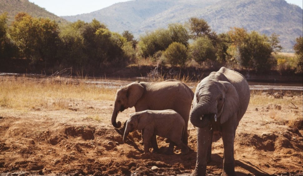 Botswana amenință că va trimite 20.000 de elefanți în Germania: "Nu este o glumă!"