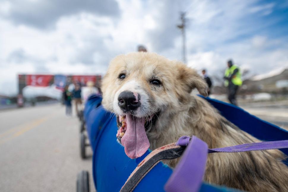 Câini cu dizabilități, plimbați cu un trenuleț din butoaie de plastic. Povestea emoţionantă a unei femei al cărei tată e paralizat 895947