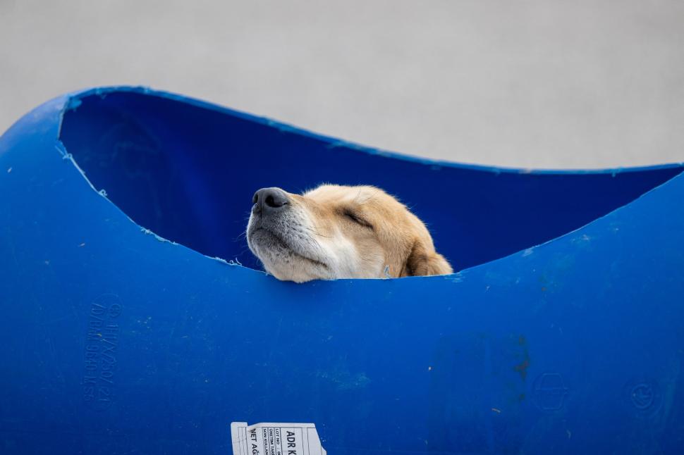 Câini cu dizabilități, plimbați cu un trenuleț din butoaie de plastic. Povestea emoţionantă a unei femei al cărei tată e paralizat 895948