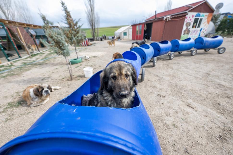 Câini cu dizabilități, plimbați cu un trenuleț din butoaie de plastic. Povestea emoţionantă a unei femei al cărei tată e paralizat 895949