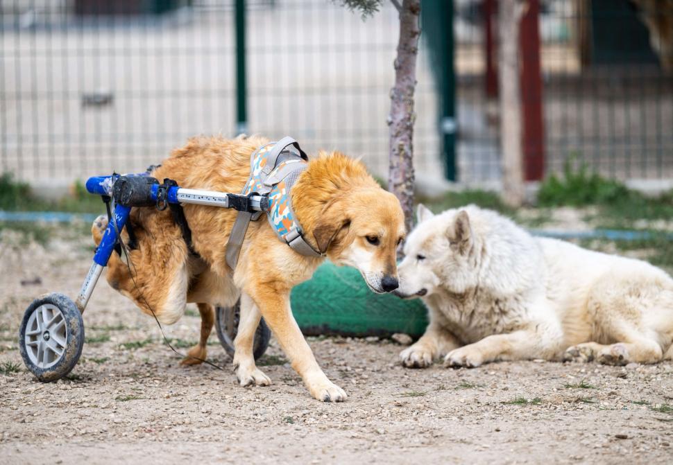 Câini cu dizabilități, plimbați cu un trenuleț din butoaie de plastic. Povestea emoţionantă a unei femei al cărei tată e paralizat 895951