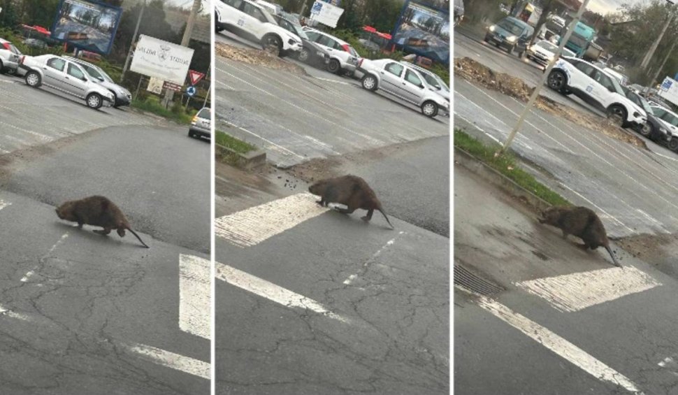 Imagini incredibile în Cluj: Un castor "civilizat", surprins în timp ce traversa strada pe trecerea de pietoni