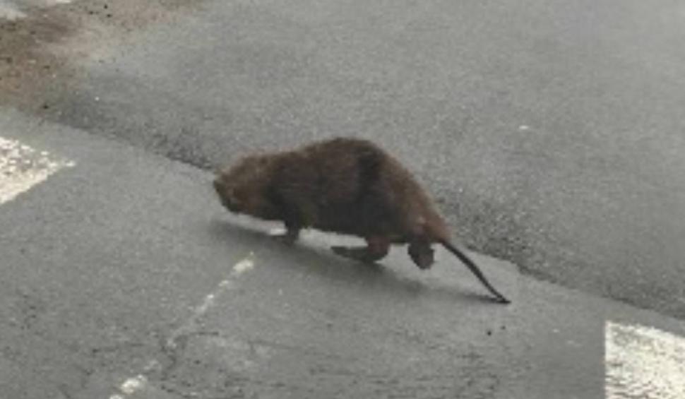 Imagini incredibile în Cluj: Un castor "civilizat", surprins în timp ce traversa strada pe trecerea de pietoni 895983