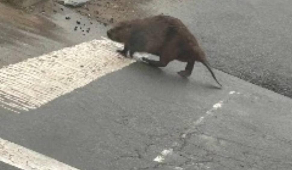 Imagini incredibile în Cluj: Un castor "civilizat", surprins în timp ce traversa strada pe trecerea de pietoni 895984