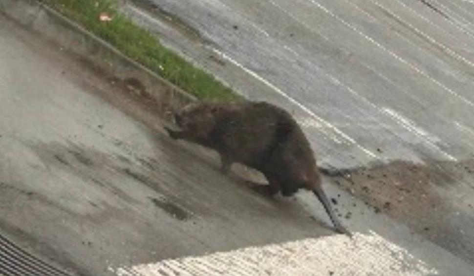 Imagini incredibile în Cluj: Un castor "civilizat", surprins în timp ce traversa strada pe trecerea de pietoni 895985