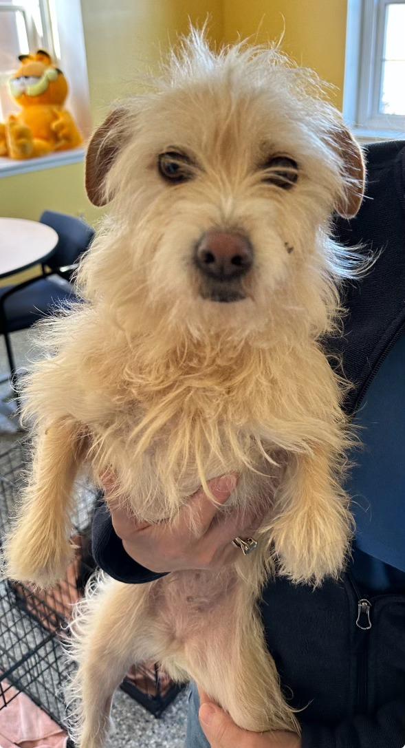 "O poveste pe care Hollywood-ul ar dori să o spună". Mishka, un metis de terrier dispărut vara trecută, a fost găsit în viaţă la 3.000 de kilometri de casă 895810