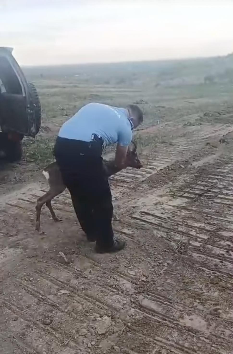 "O misiune cel puţin specială" | Un pui de căprioară a fost salvat de jandarmi, după ce rămăsese captiv în zona stațiunii Sărata Monteoru 895897