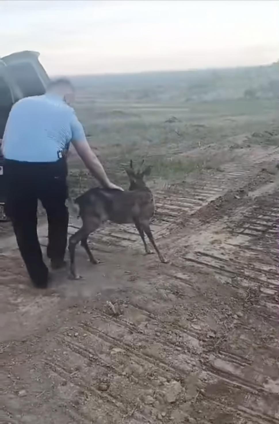 "O misiune cel puţin specială" | Un pui de căprioară a fost salvat de jandarmi, după ce rămăsese captiv în zona stațiunii Sărata Monteoru 895898