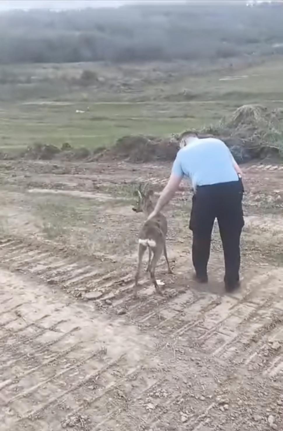 "O misiune cel puţin specială" | Un pui de căprioară a fost salvat de jandarmi, după ce rămăsese captiv în zona stațiunii Sărata Monteoru 895899