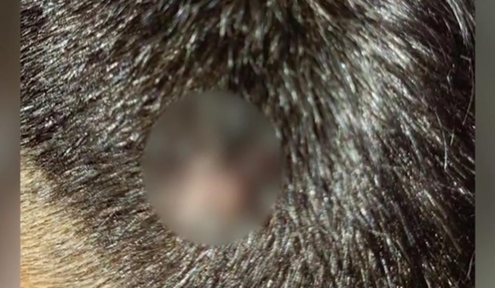 "Este şocat, nu mai doarme de durere" | Un adolescent a fost snopit în bătaie cu bolobocul de un bărbat, în faţa unui liceu din Constanţa 896184