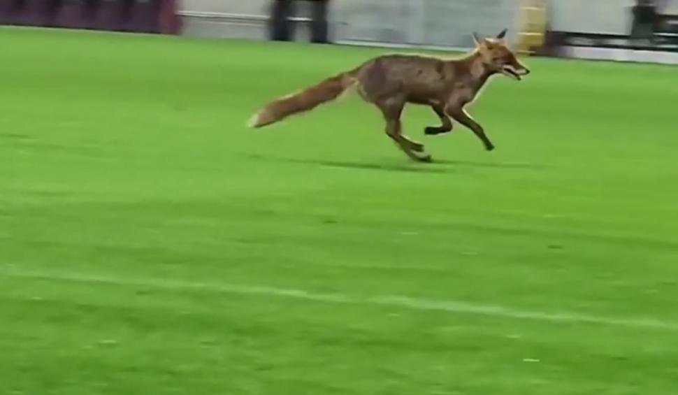 "Îl căuta pe Săpunaru să-l felicite"| Imagini virale pe internet cu o vulpe care a intrat pe stadionul din Giuleşti, după meciul Rapid-CFR Cluj 896345