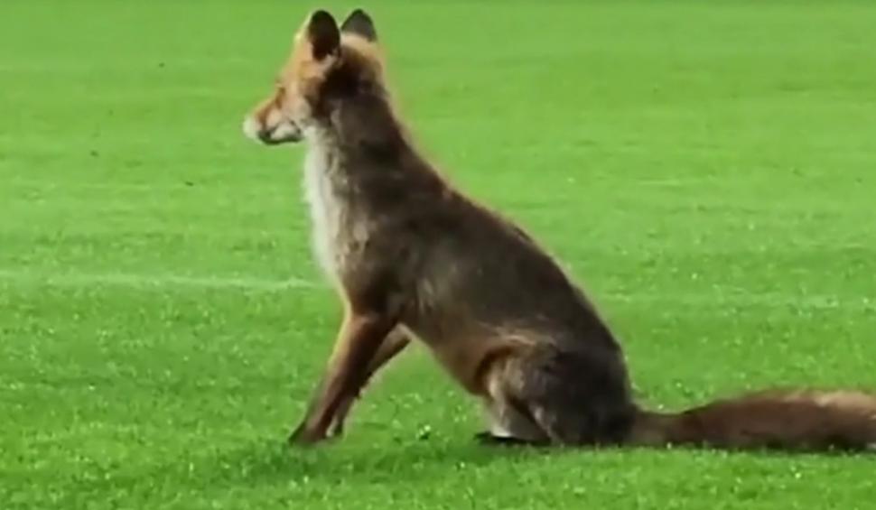 "Îl căuta pe Săpunaru să-l felicite"| Imagini virale pe internet cu o vulpe care a intrat pe stadionul din Giuleşti, după meciul Rapid-CFR Cluj 896346