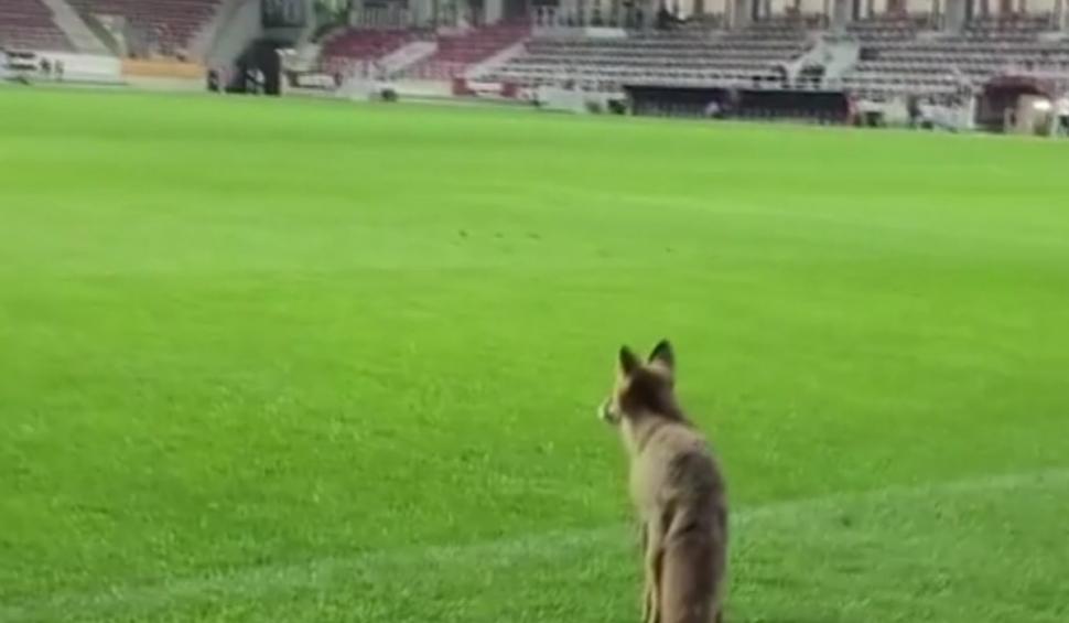 "Îl căuta pe Săpunaru să-l felicite"| Imagini virale pe internet cu o vulpe care a intrat pe stadionul din Giuleşti, după meciul Rapid-CFR Cluj 896348