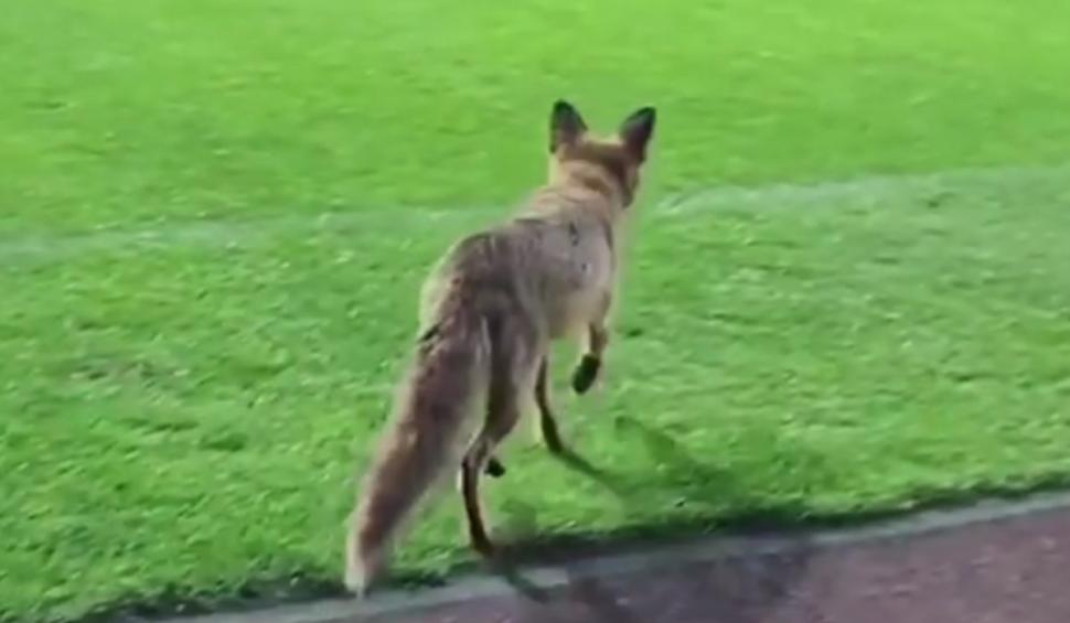 "Îl căuta pe Săpunaru să-l felicite"| Imagini virale pe internet cu o vulpe care a intrat pe stadionul din Giuleşti, după meciul Rapid-CFR Cluj 896349