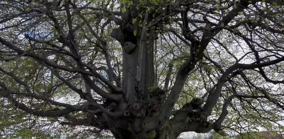 Copacul din România care are 500 de ani și poate fi cuprins de cinci oameni. Fagul din Hunedoara, o minune a naturii
