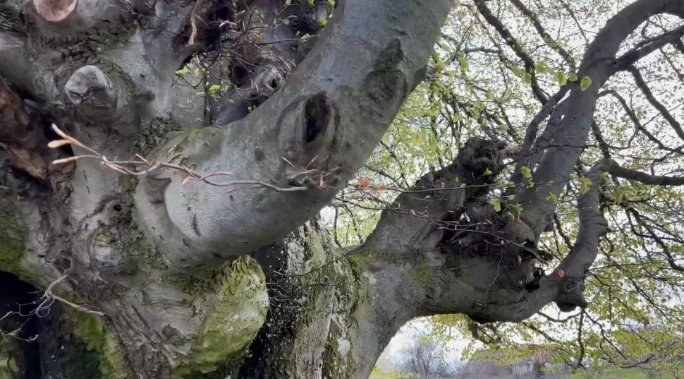 Copacul din România care are 500 de ani și poate fi cuprins de cinci oameni. Fagul din Hunedoara, o minune a naturii 896575
