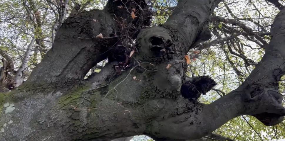 Copacul din România care are 500 de ani și poate fi cuprins de cinci oameni. Fagul din Hunedoara, o minune a naturii 896576