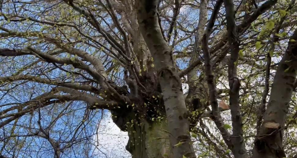 Copacul din România care are 500 de ani și poate fi cuprins de cinci oameni. Fagul din Hunedoara, o minune a naturii 896577