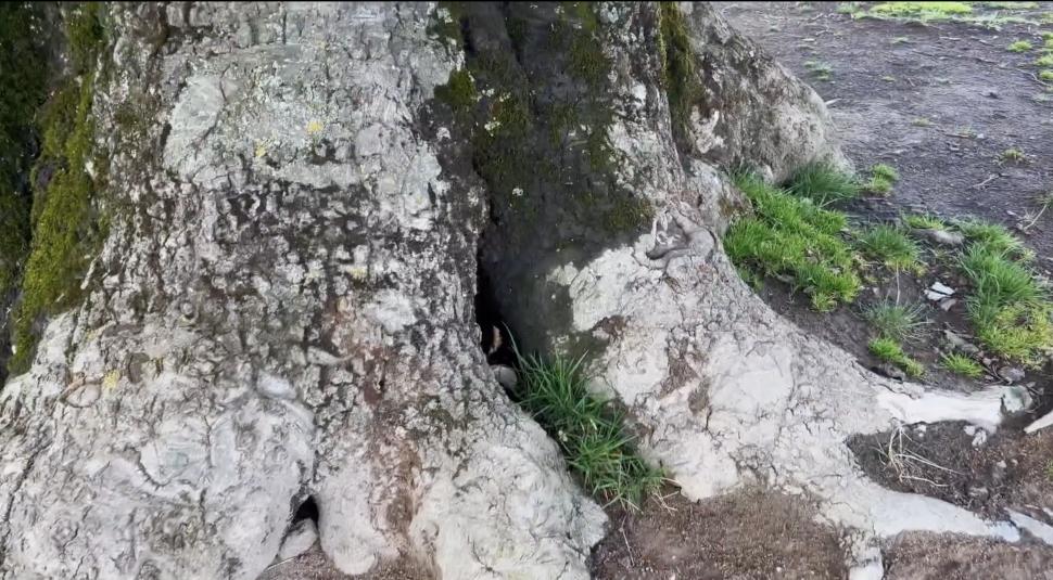 Copacul din România care are 500 de ani și poate fi cuprins de cinci oameni. Fagul din Hunedoara, o minune a naturii 896578