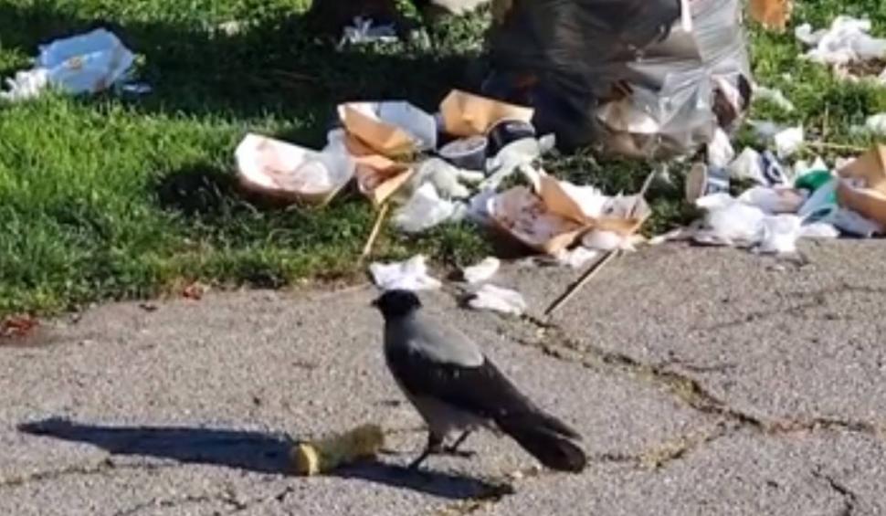 Parcul Herăstrău, invadat de gunoaie, ciori și șobolani. Liviu Negoiță (PUSL): "Nicușor Dan ne zâmbește și ne mulțumește" 896470