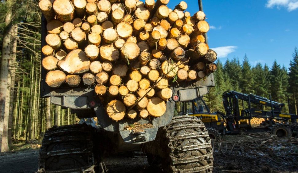 Greenpeace, acuzații dure la adresa IKEA: ”Aprovizionează cu lemn provenit din ultimele păduri naturale ale Carpaţilor româneşti” | Replica retailerului de mobilă