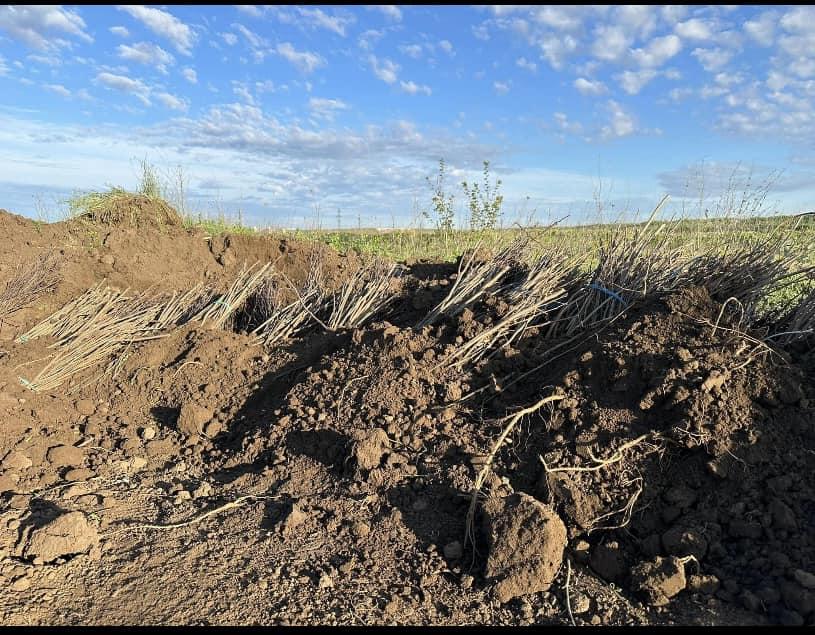 Comuna din România unde locuitorii şi-au plantat propria pădure pentru a avea unde să iasă la iarbă verde  896652