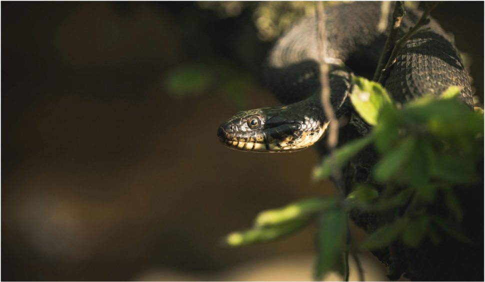 Șerpii, din ce în ce mai activi în zonele montane | Paşii pe care trebuie să îi urmaţi în cazul unei muşcături de viperă 