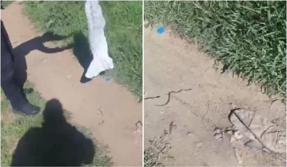 Pui de viperă, găsit în toaleta unei clădiri de birouri din Drobeta Turnu Severin. Jandarmii au intervenit 896755