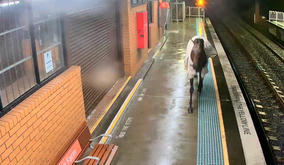 Povestea calului care a încercat să ia trenul de navetiști, într-un oraș din Australia: "Era un pic agitat!"