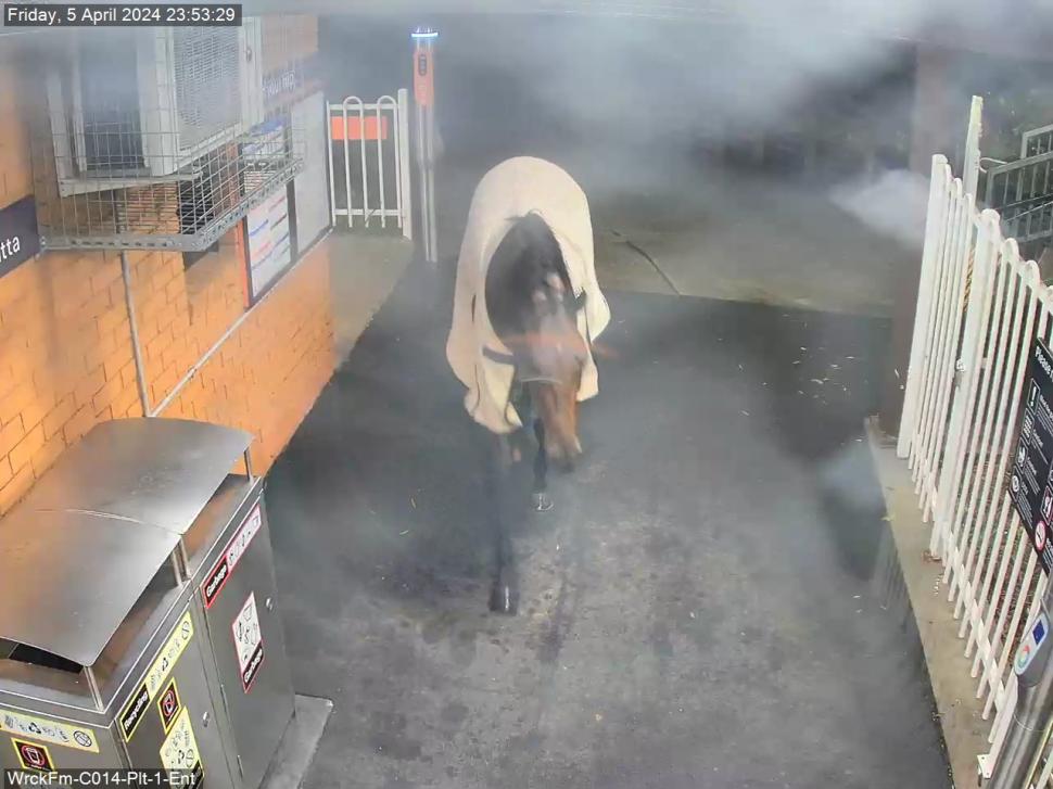 Povestea calului care a încercat să ia trenul de navetiști, într-un oraș din Australia: "Era un pic agitat!" 896861