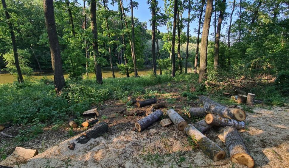 Centura Verde București-Ilfov, înscrisă ca amendamente la noul Cod Silvic. Ministerul Mediului susține oficial demersul 897070