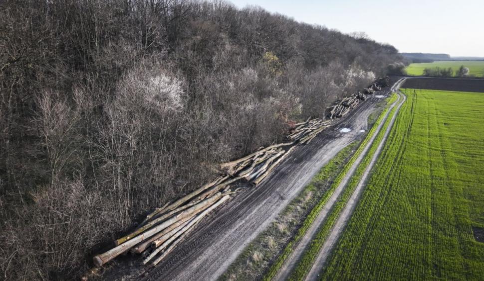 Centura Verde București-Ilfov, înscrisă ca amendamente la noul Cod Silvic. Ministerul Mediului susține oficial demersul 897072