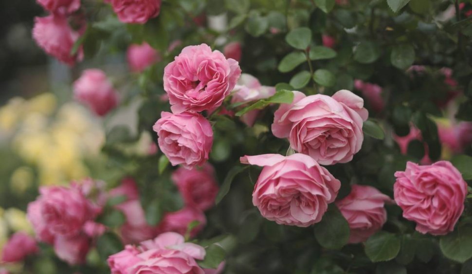 Ritualul puternic cu flori de trandafir care te ajută să atragi banii și dragostea adevărată