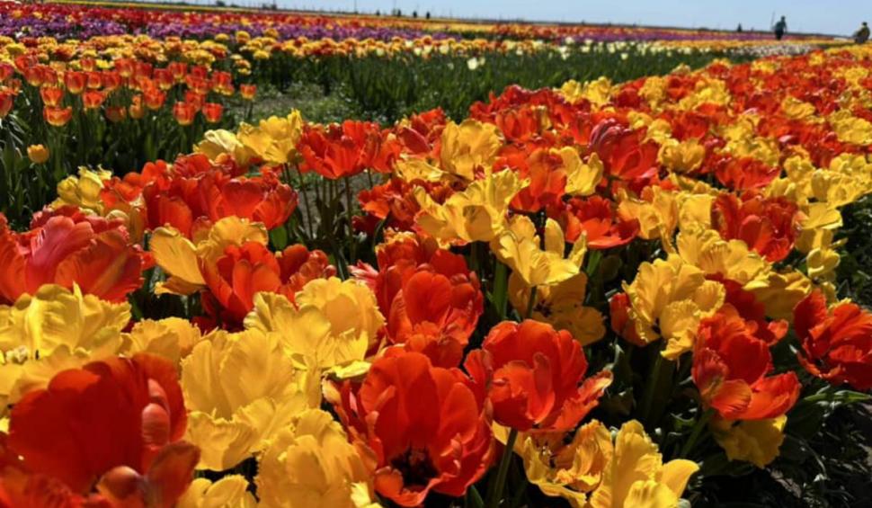 Câmpul spectaculos din România unde poți să vezi un milion de lalele. Prețul unui bilet de acces 897324