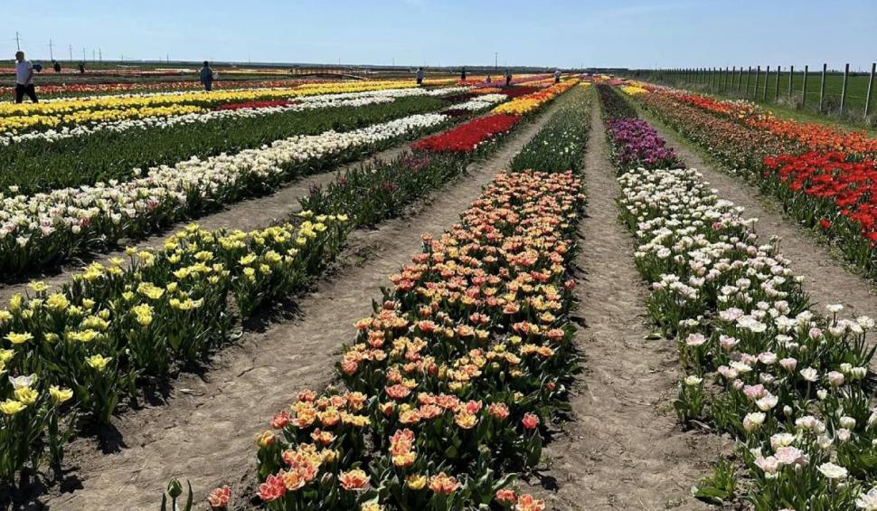 Câmpul spectaculos din România unde poți să vezi un milion de lalele. Prețul unui bilet de acces 897325