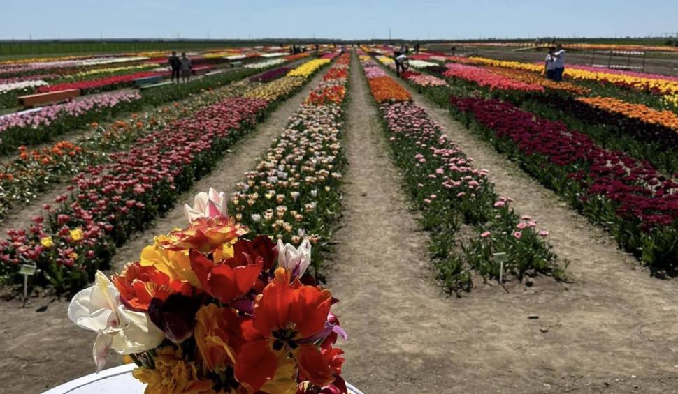 Câmpul spectaculos din România unde poți să vezi un milion de lalele. Prețul unui bilet de acces 897327
