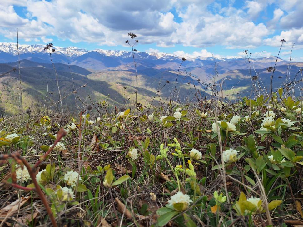 Floarea rară găsită de doi soți în munții din România. Amenda usturătoare pe care o primești dacă o rupi 897332