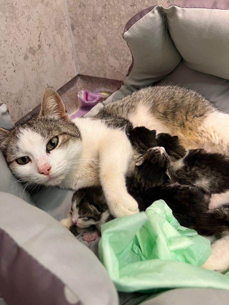 O pisică fără stăpân din Iaşi a mers singură la spital ca să îşi nască în siguranţă puii: "Am crezut că a abandonat-o cineva și ne-am uitat pe camere" 897247