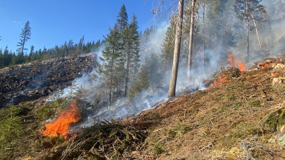 Un incendiu de pădure din zona Lăpuşna s-a extins pe circa 40 de hectare din cauza vântului 897637