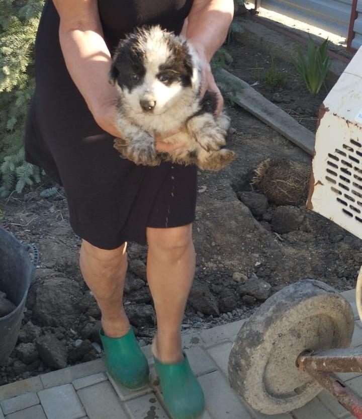 Un căţeluş căzut într-o fosă septică a fost salvat de trei pompieri din Suceava 897589