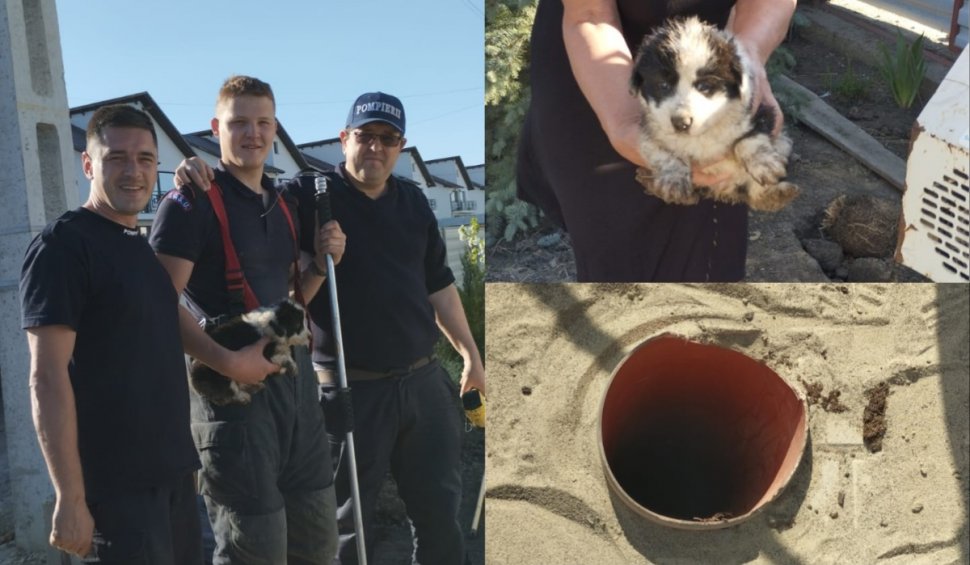 Un căţeluş căzut într-o fosă septică a fost salvat de trei pompieri din Suceava